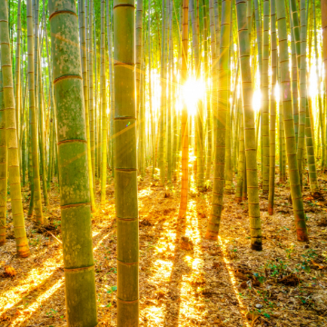 Bambou & Durable