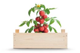 Kit de culture de tomates