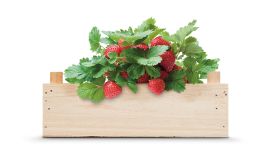 Kit de culture de fraises