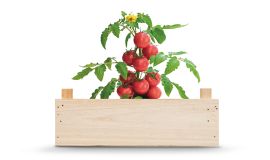 Kit de culture de tomates